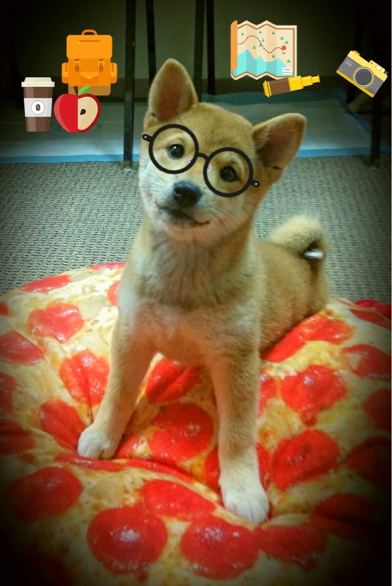 冬日的烈焰，当韩国队以精密撕裂葡萄牙，樊振东用绝对统治定义战场