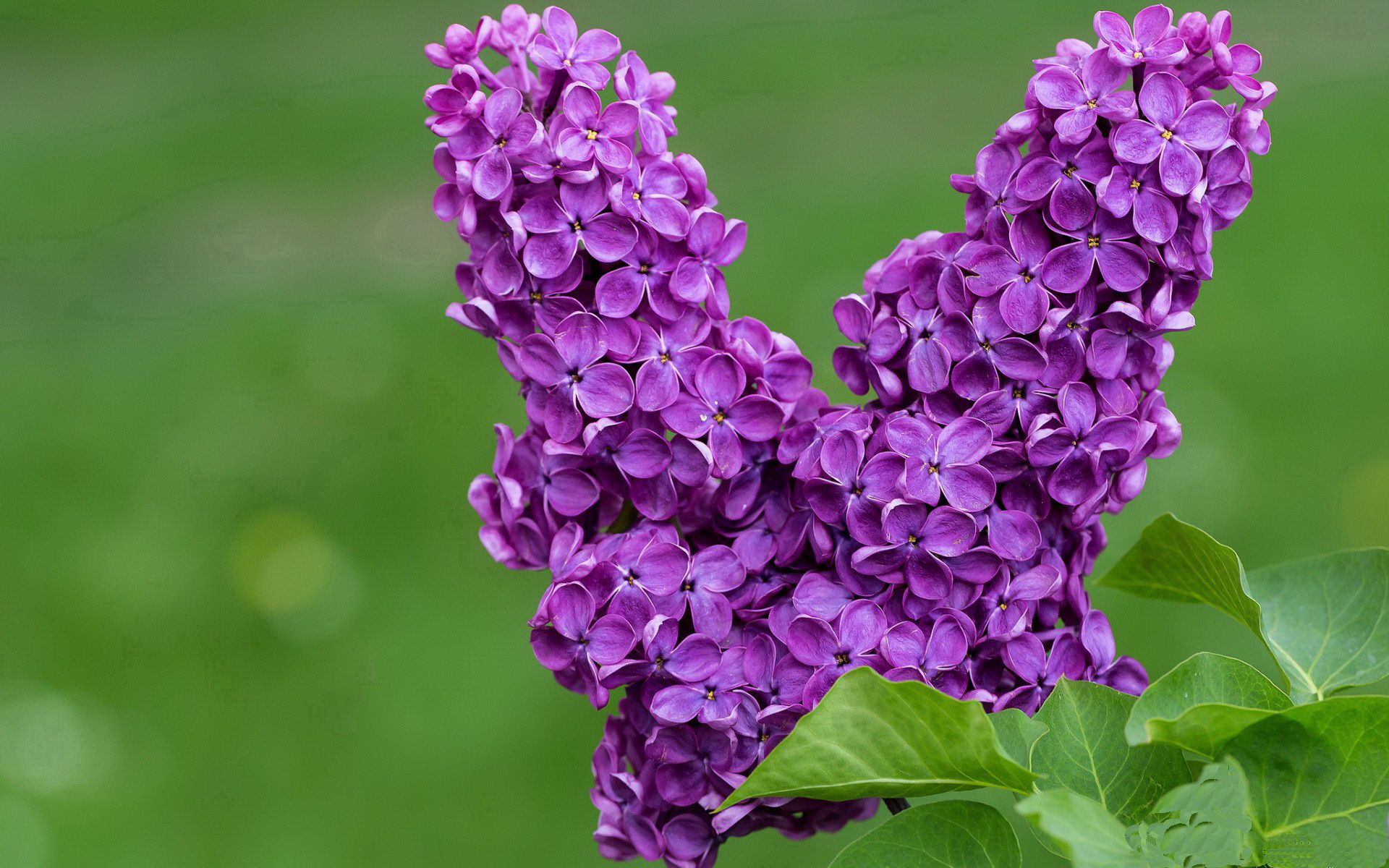 梅赛德斯逆境翻盘红牛二队，勒克莱尔火热状态引爆F1赛场