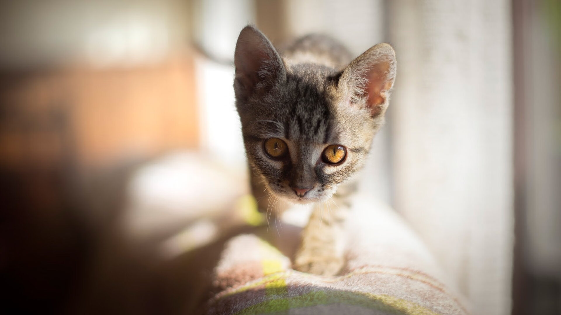 左翼风暴与民族尊严，特奥的连续刀锋如何切割毕尔巴鄂，并托起智利压哨的胜利图腾