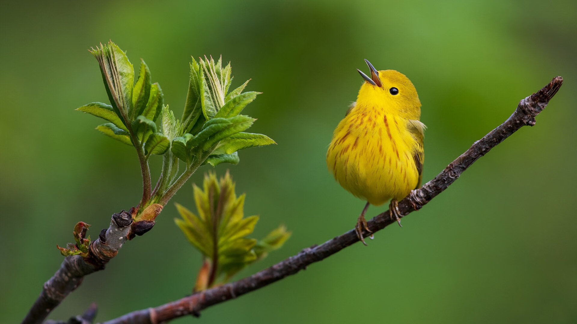 当南十字星遇见太极虎，卡拉斯科的大心脏与南非的致命节奏