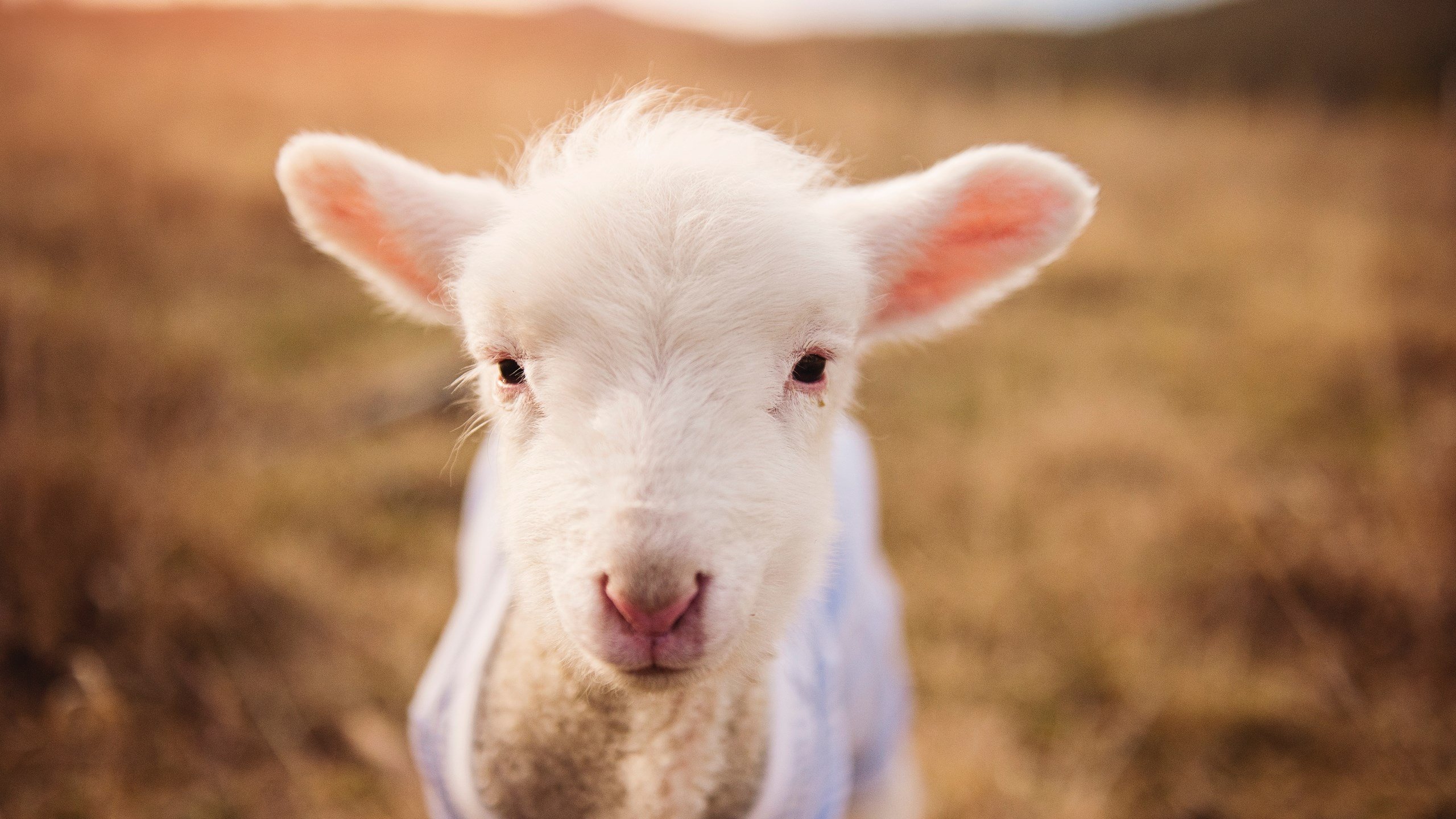 第67分钟，金玟哉不动山，完美封锁让两年前的叹息归于尘土