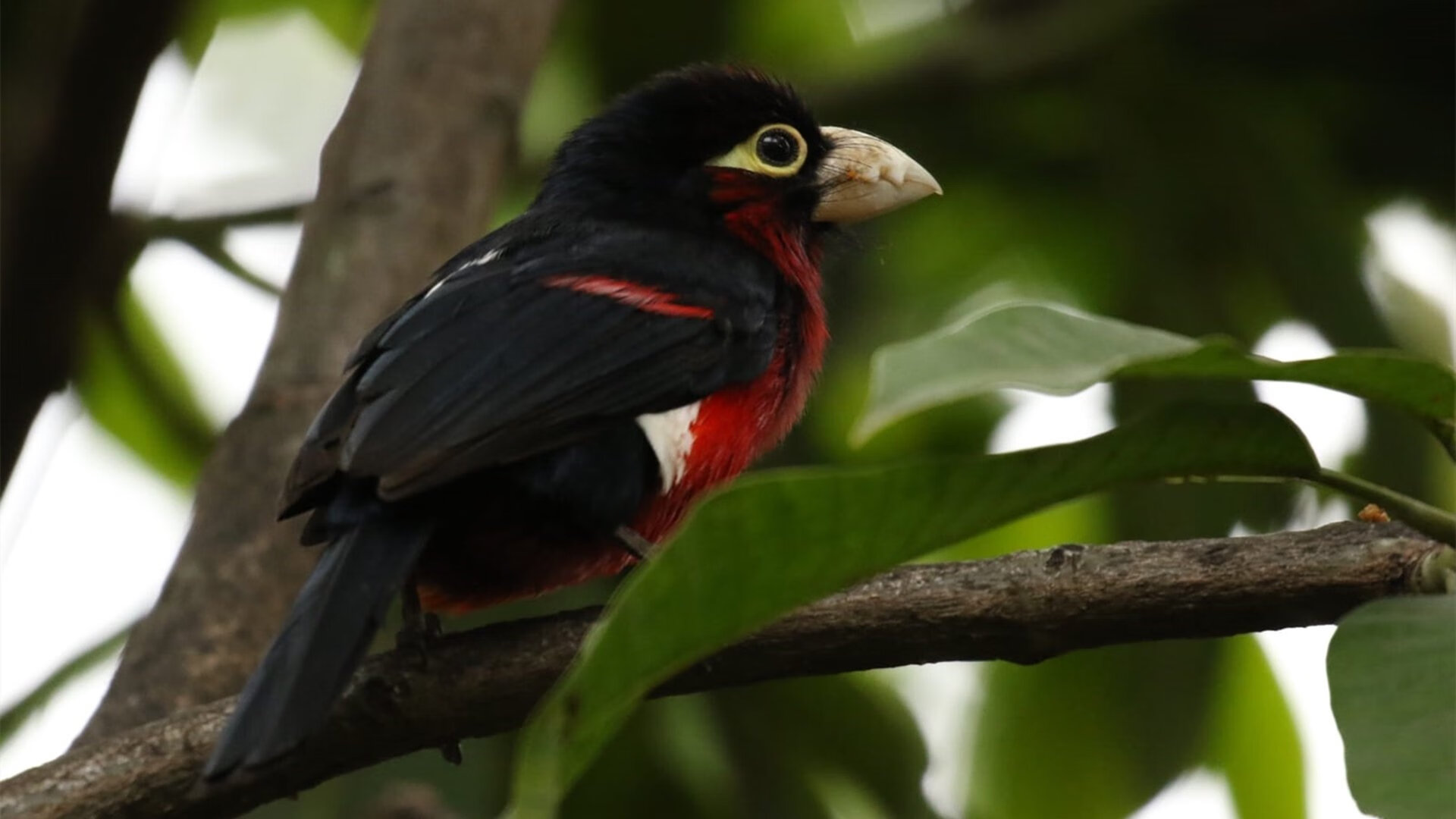 冰与火之歌，克瓦拉茨赫利亚里程碑之夜照亮亚特兰大征程