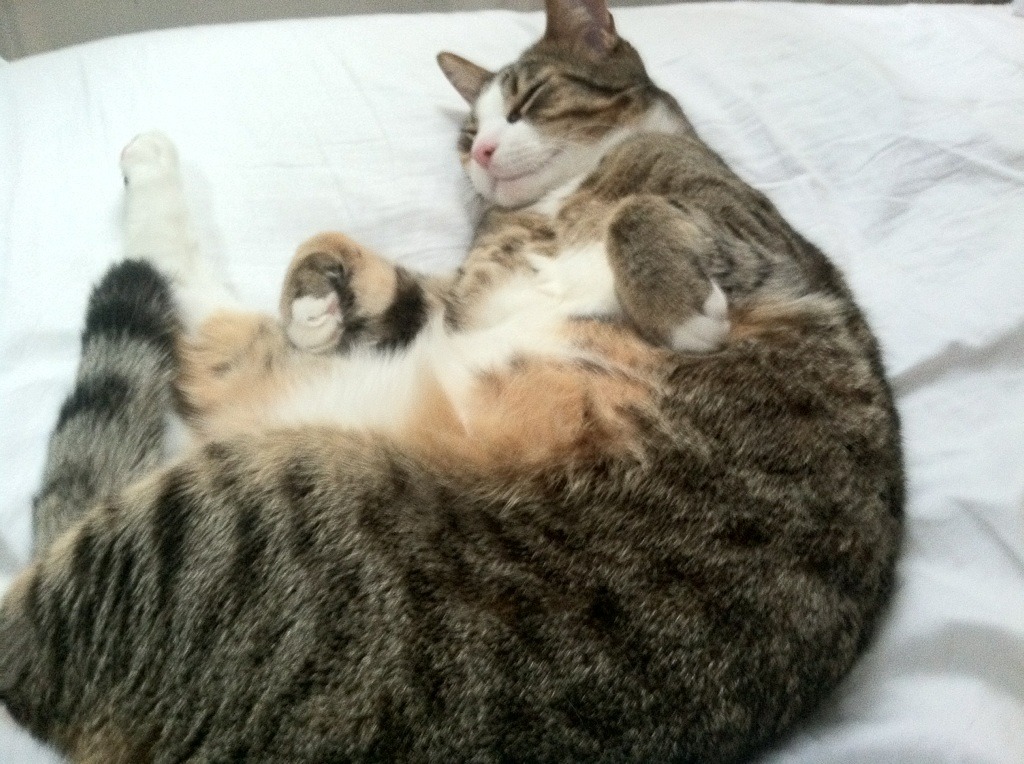 一箭定河山，萨内关键夜改写奥运周期走向