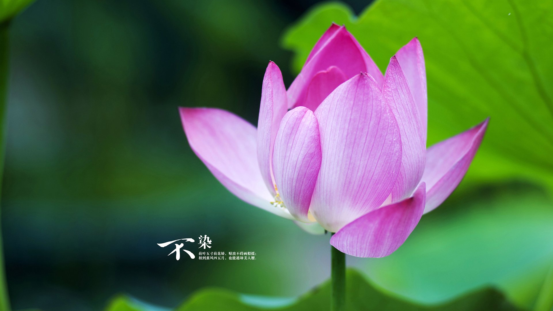 猛龙强压湖人，塔图姆在欧冠半决赛接管比赛，跨界竞争背后的统治逻辑