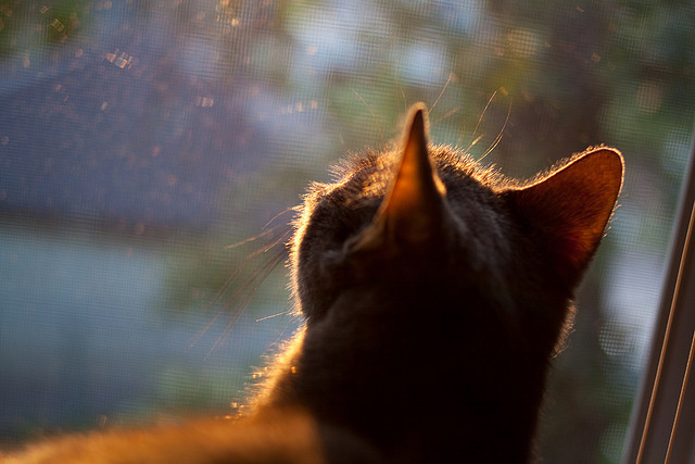 暮色中的神兵，莱万一剑封喉，切尔西梦碎尼斯海岸