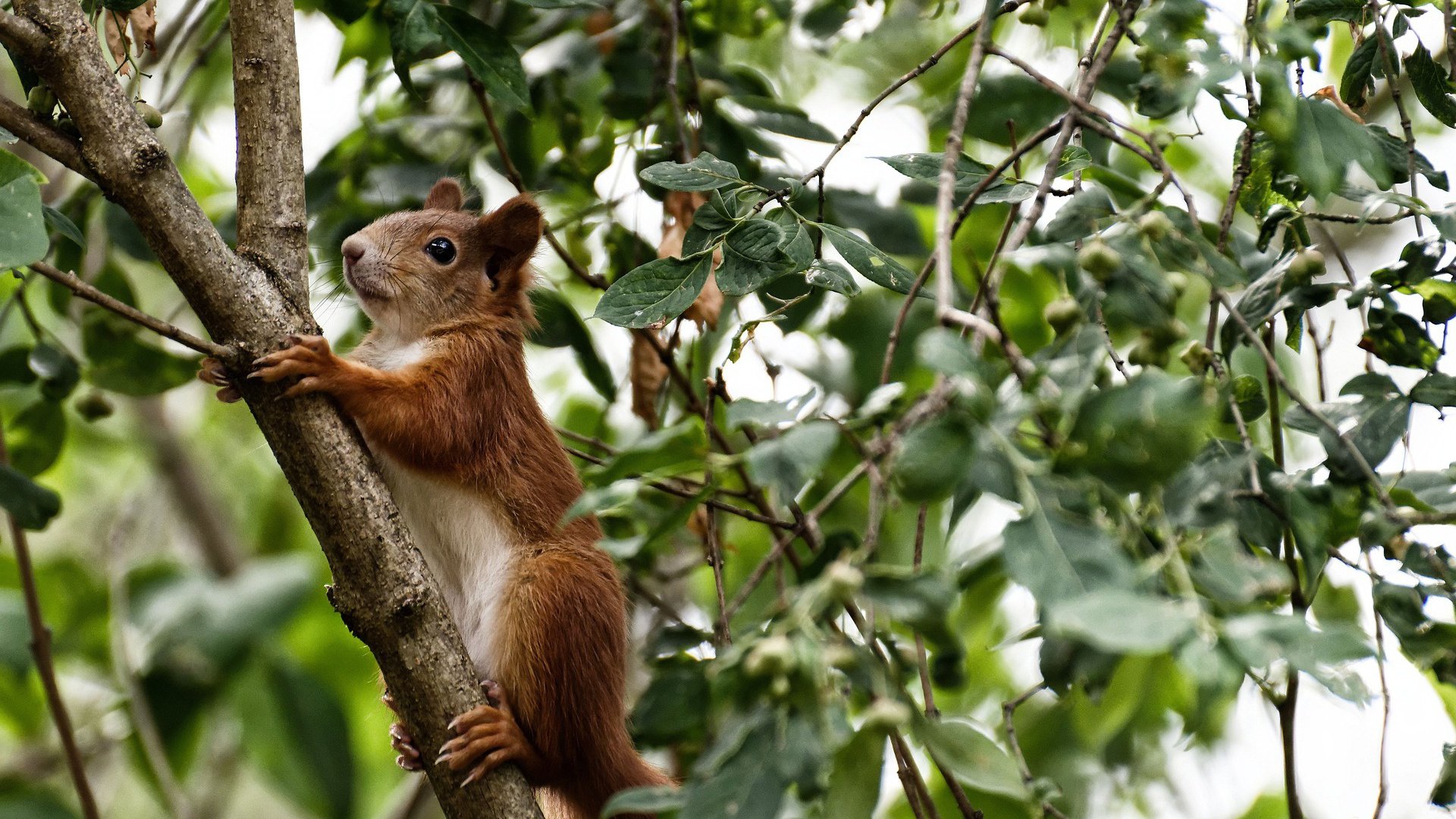 跨越太平洋的逆袭，纽约激战中，北京队如何带走热火，锡安如何从暴力扣将蜕变为关键先生