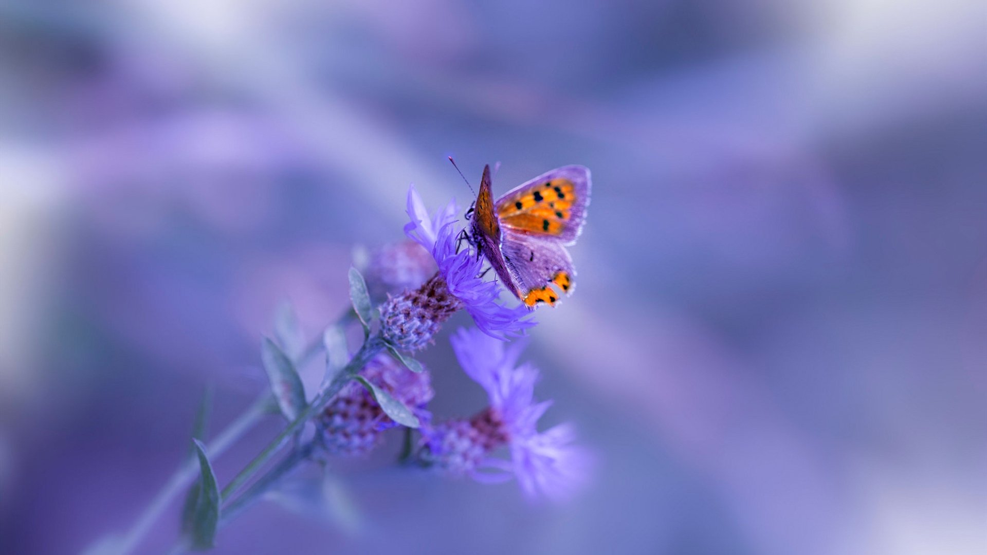 北境风暴席卷亚平宁，格纳布里爆发难阻加拿大最后时刻绝杀佛罗伦萨