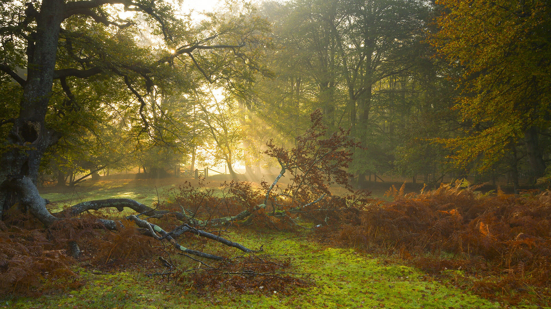 西决生死夜，布伦森如钢刃般绞杀，他不是在得分，是在雕刻胜负