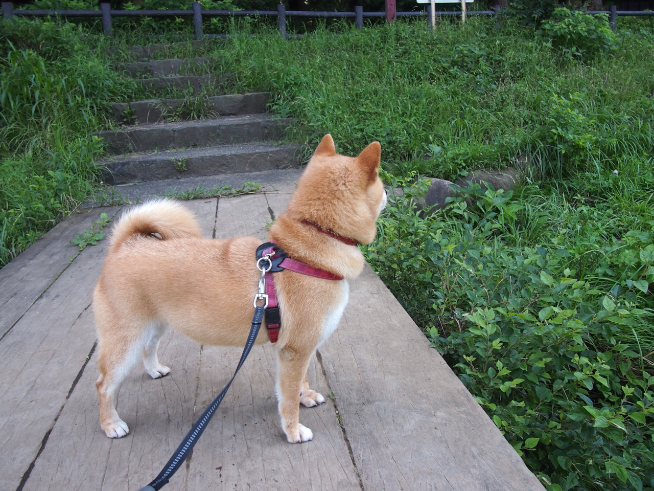 爱游戏大厅-钢铁洪流与孤岛突围，当巴西防线艺术遇见英超争冠的守护神