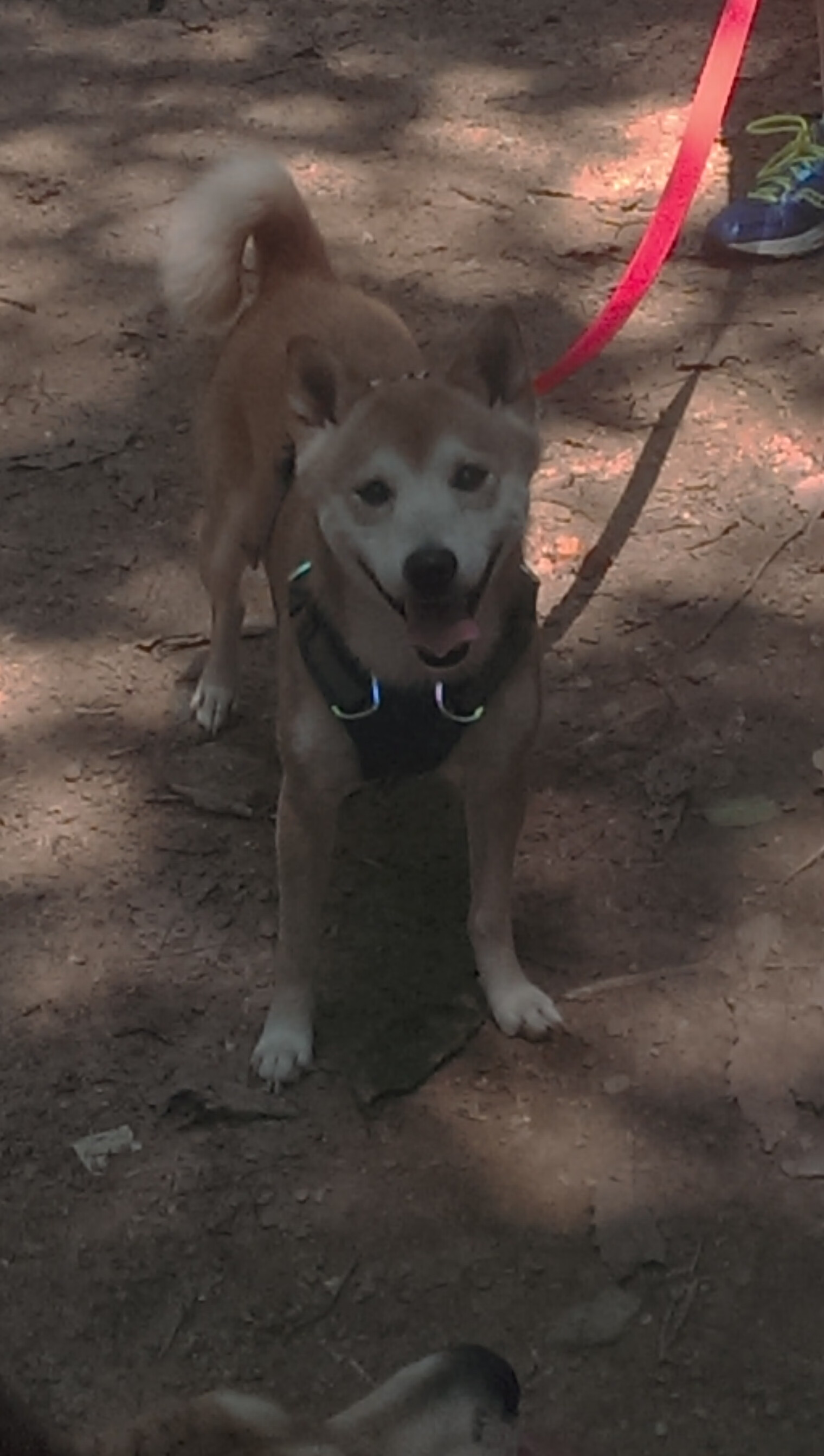 绿茵上的双向闪电，当荷兰遇上巴黎，阿什拉夫定义关键时刻