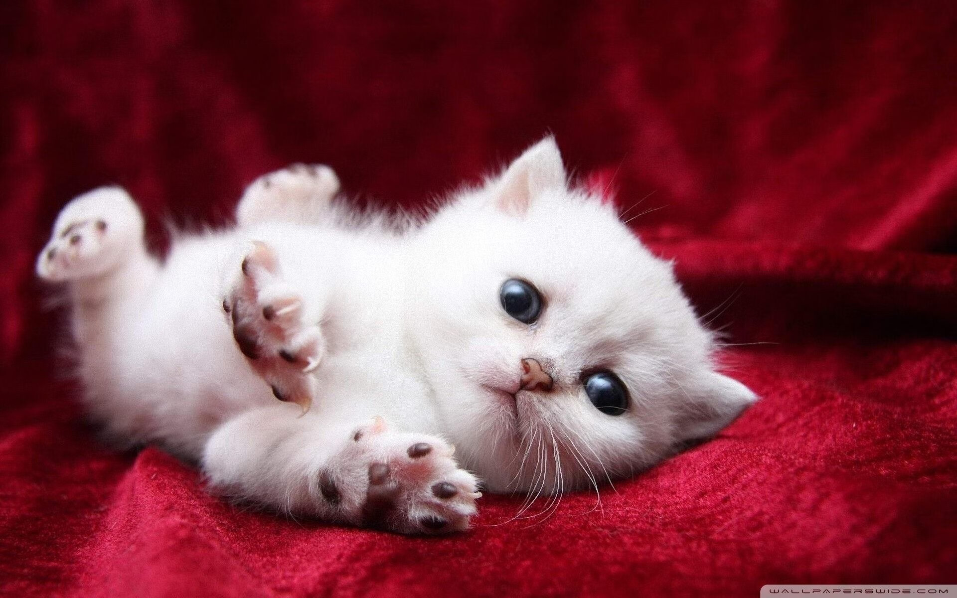 加维一战封神！巴萨铁血防守零封伊拉克，焦点战见证新星崛起