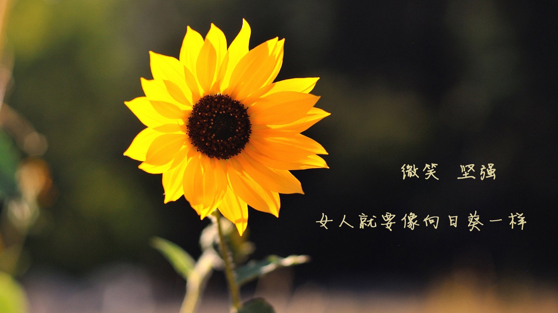 拉什福德的沉默，2026年世界杯B组，喀麦隆与伊朗之战唯一的地鸣