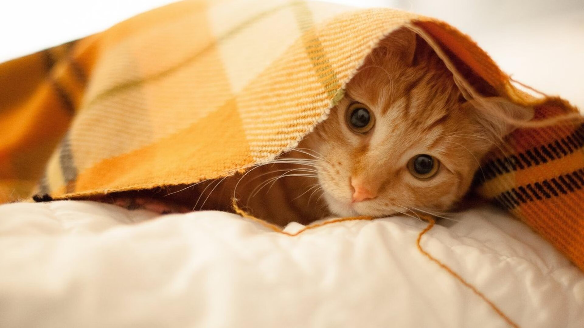 铁血战车重装出击，2026世界杯C组，德国碾压喀麦隆，哈兰德上演孤胆英雄录