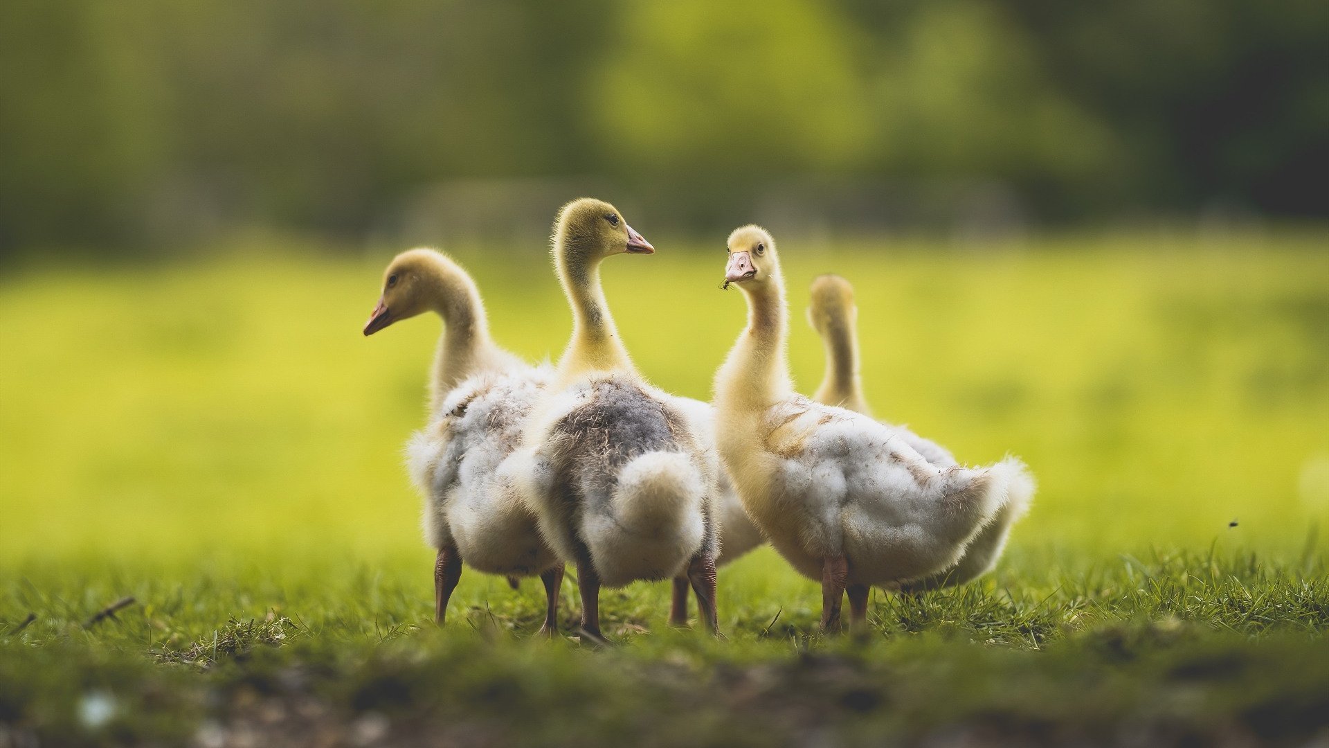 唯一性,2026世界杯C组,喀麦隆对阵日本—B费与替补奇兵书写的逆转史诗